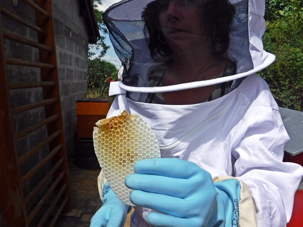 Bee Healthy Farms LLC Logo