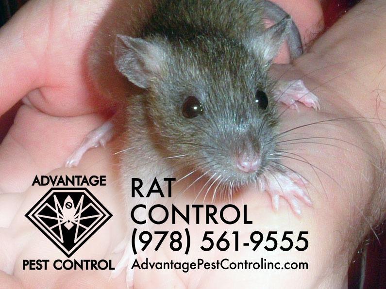 Advantage Pest Control, Inc Photo