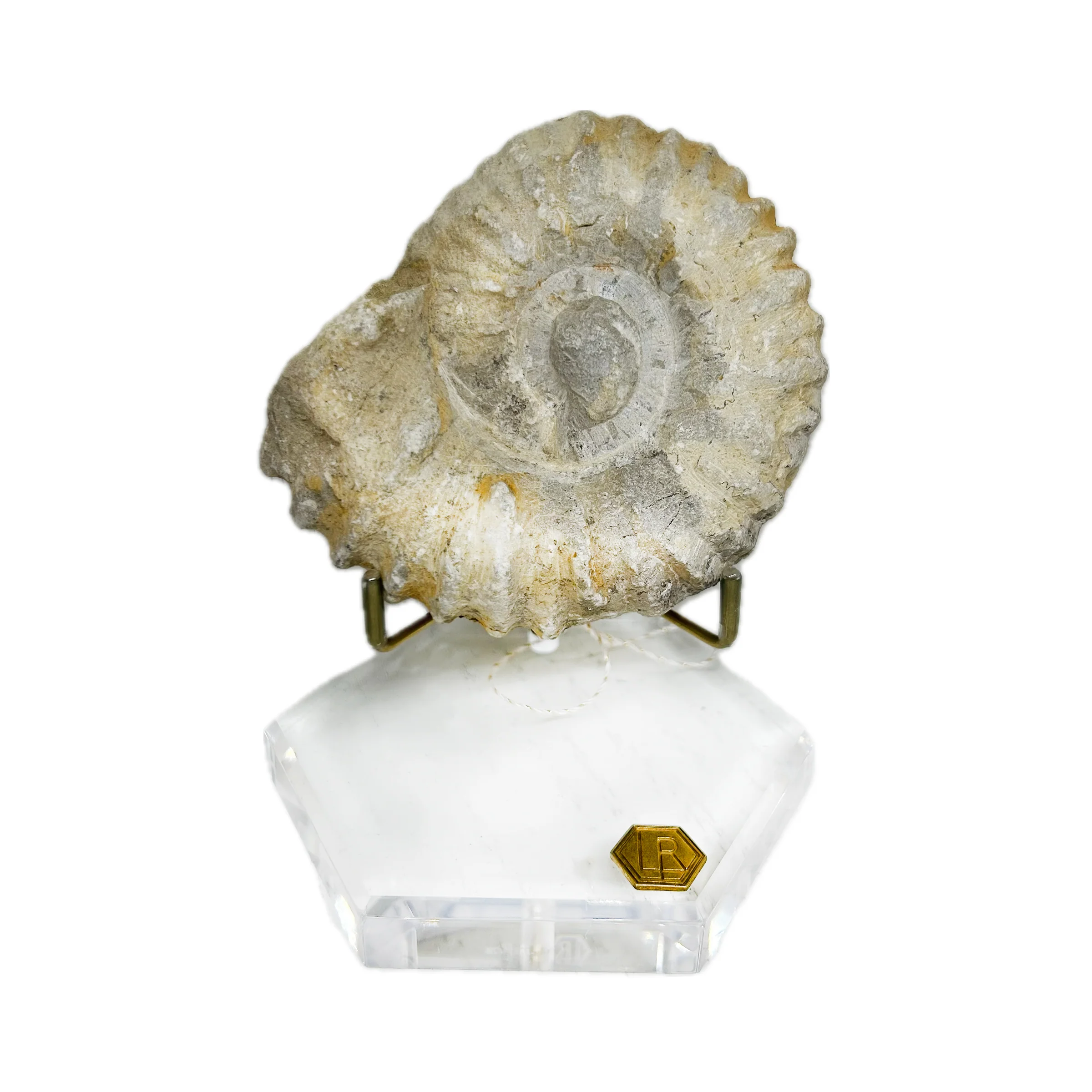 LuxeRox 60 Million Year Old Ammonite Fossil
