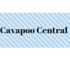 Cavapoo Central Logo