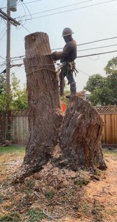 Tree service in San Jose, CA. Tree service in San Jose, CA.