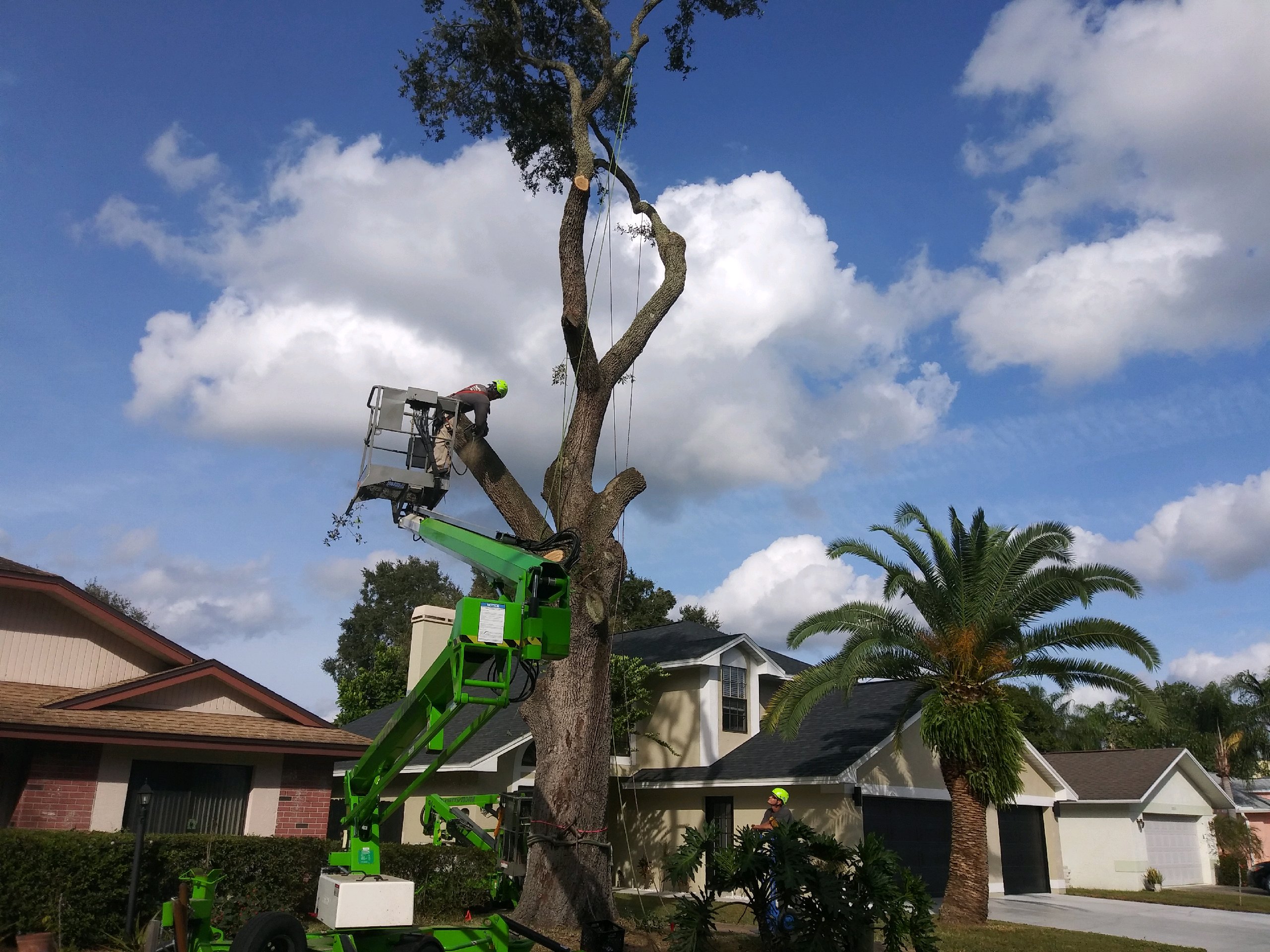 Warner Tree Service Photo