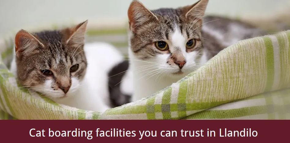 Foto de Abbeyvale Boarding Cattery