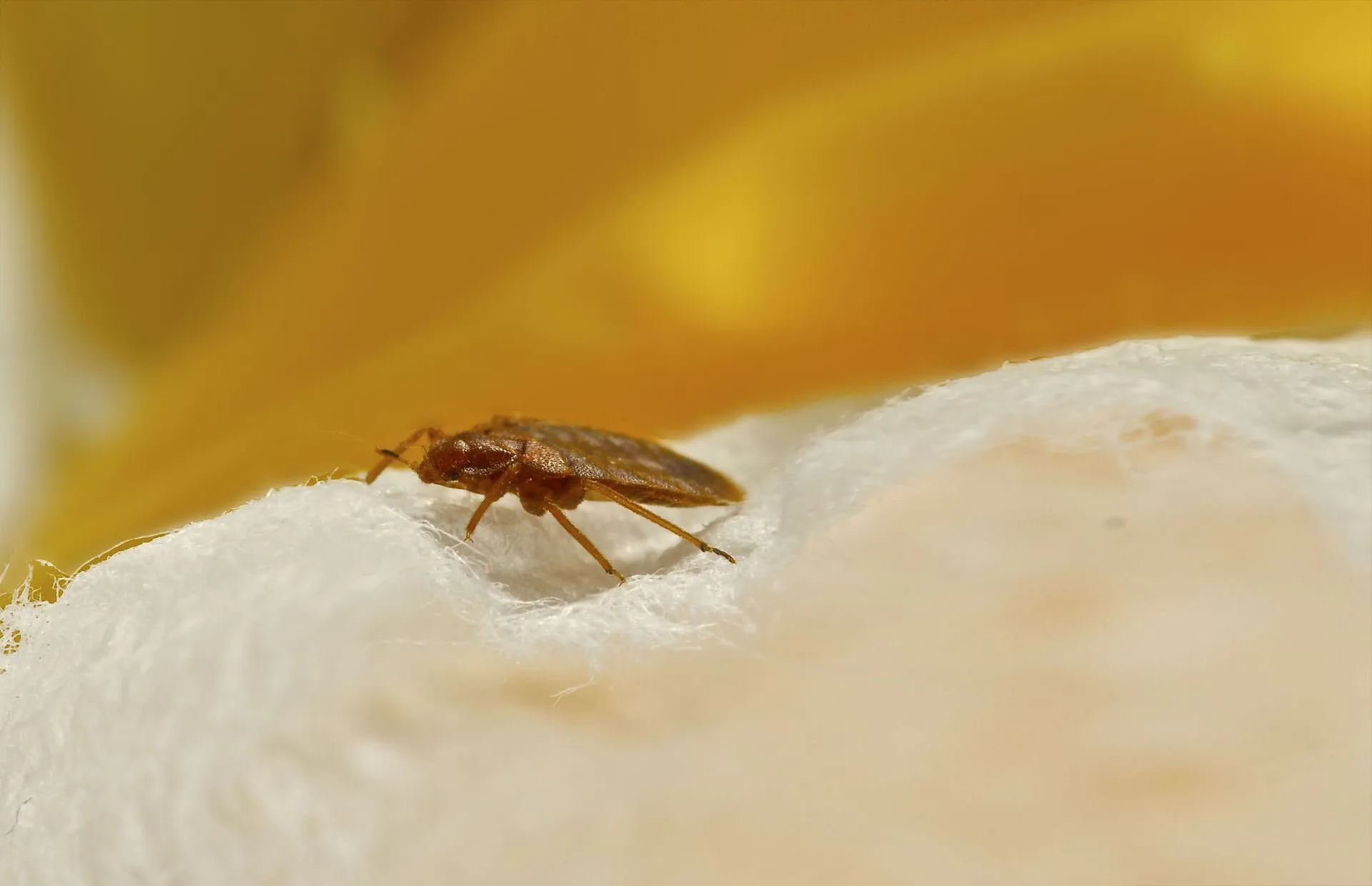 Pest Control