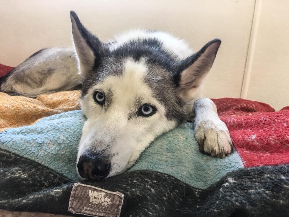 Bark City Doggy Daycare Photo