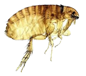 Century Termite & Pest Control Photo