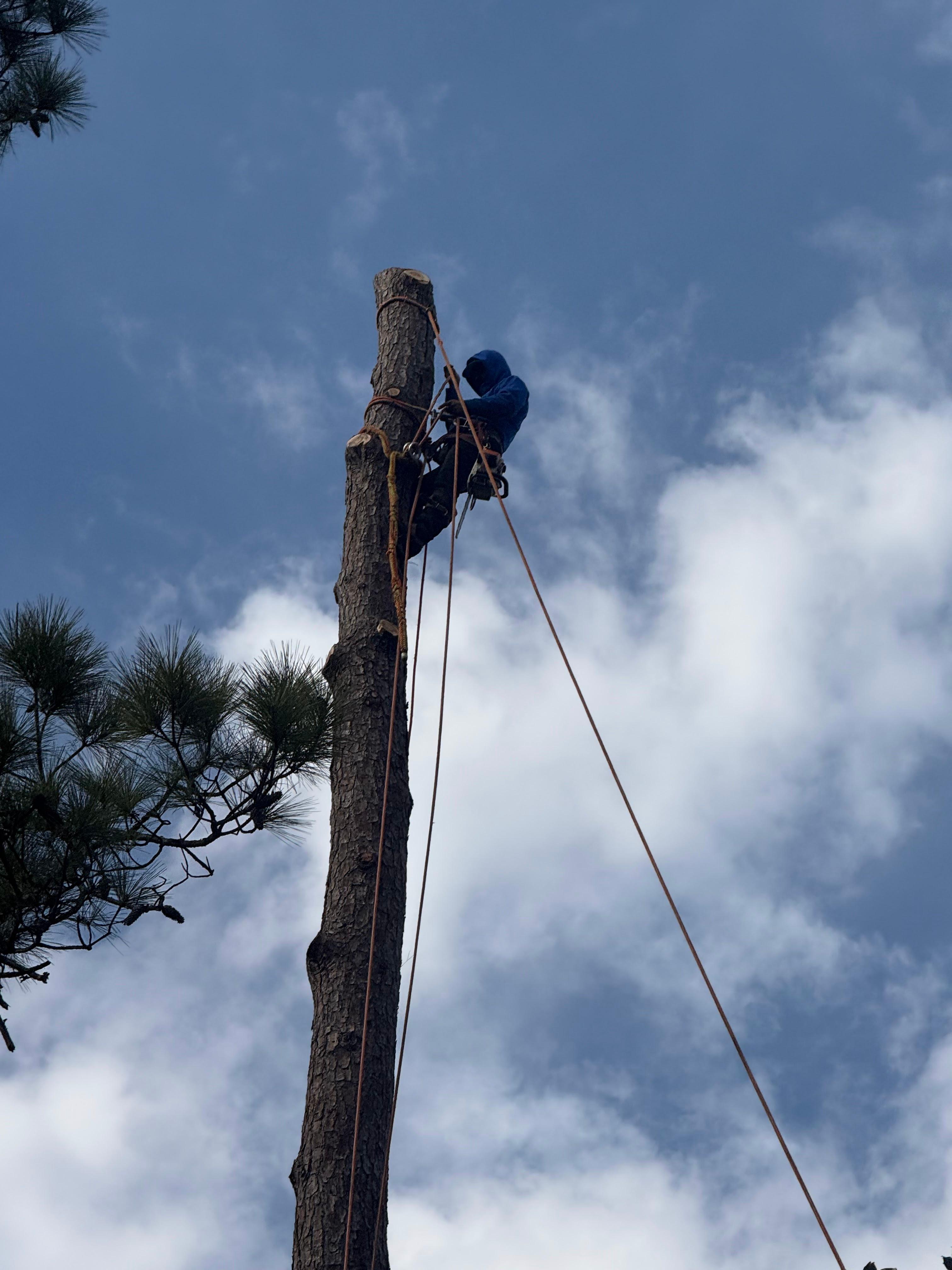 JJ Garcia Professional Tree Service Image