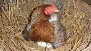 Egg Turners