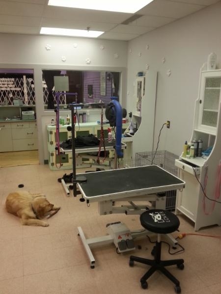 Images 4 Paws Grooming