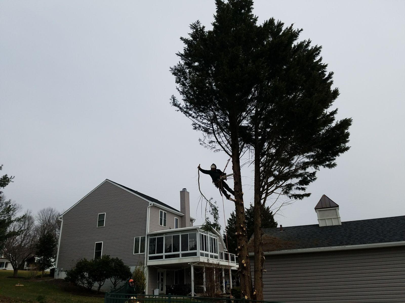 Keil Tree Experts Inc Image