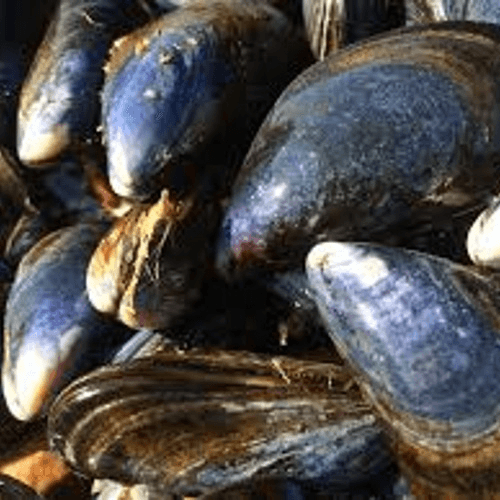 Mussels