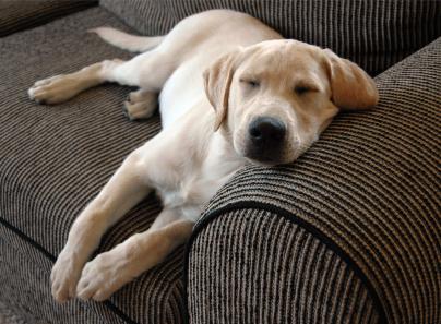 Clean Master Carpet Cleaning