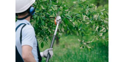 Arbor Masters Tree Service Photo