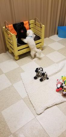 Images Four Paws Dig It