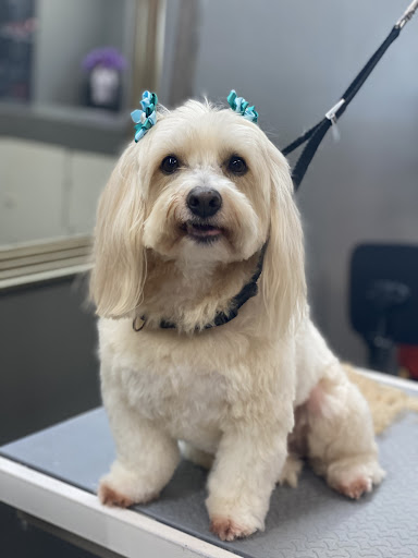 Happy Paws Pet Spa