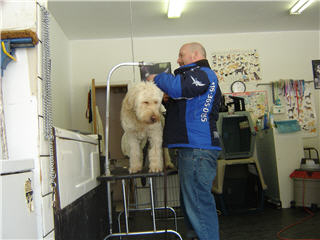 Images Doggy Styles Pet Services