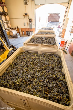 Images Jacob Williams Winery