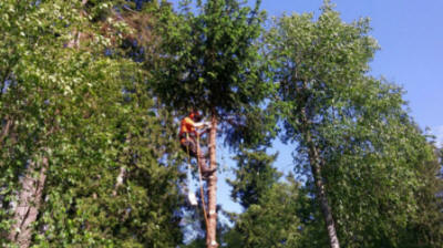 Middle Georgia Tree Service, LLC Logo