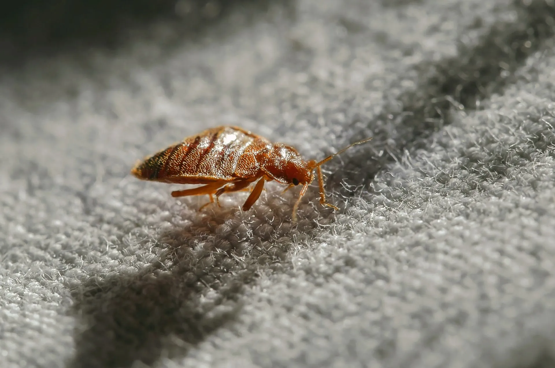 Bed Bug Extermination
