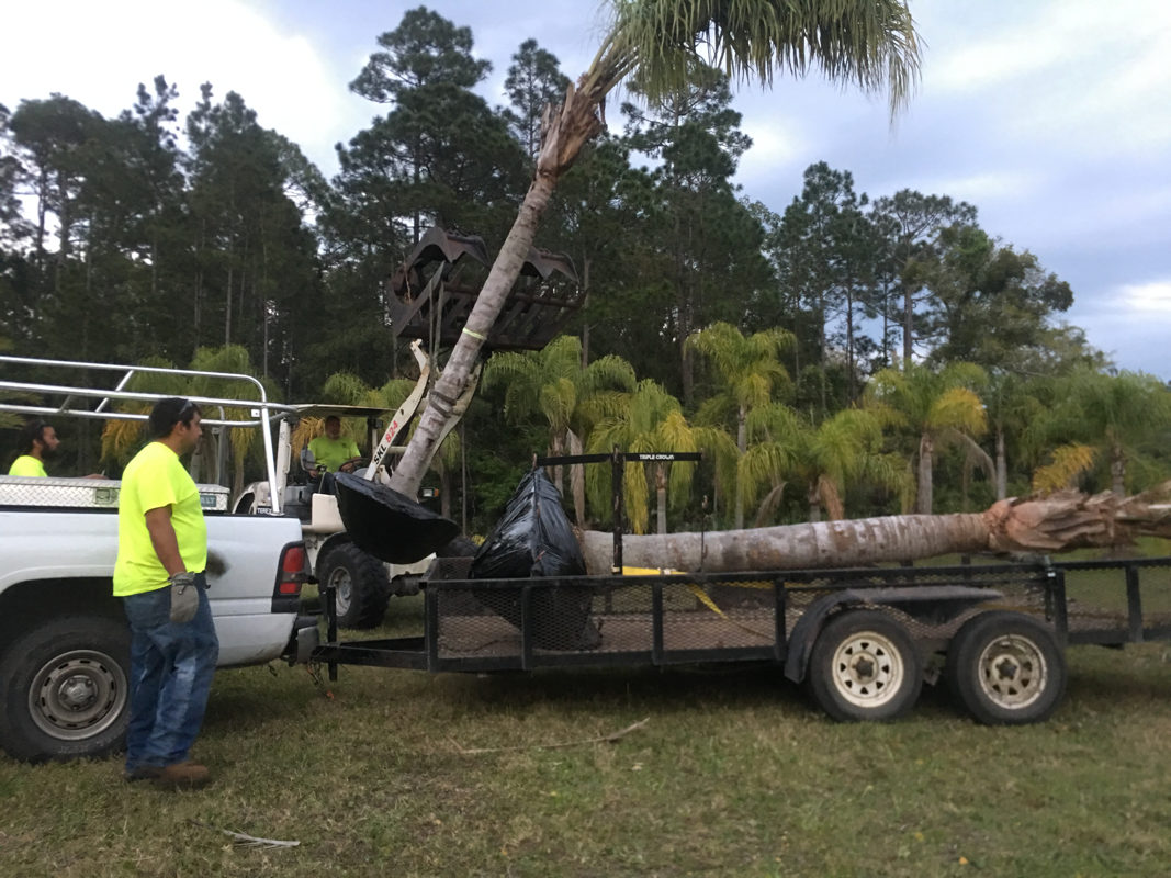 Tree installation