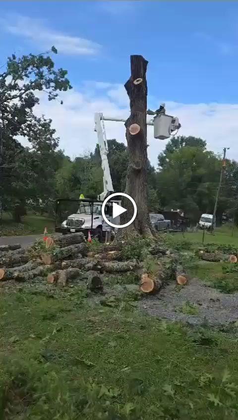 Y & VA TREE SERVICES LLC Image