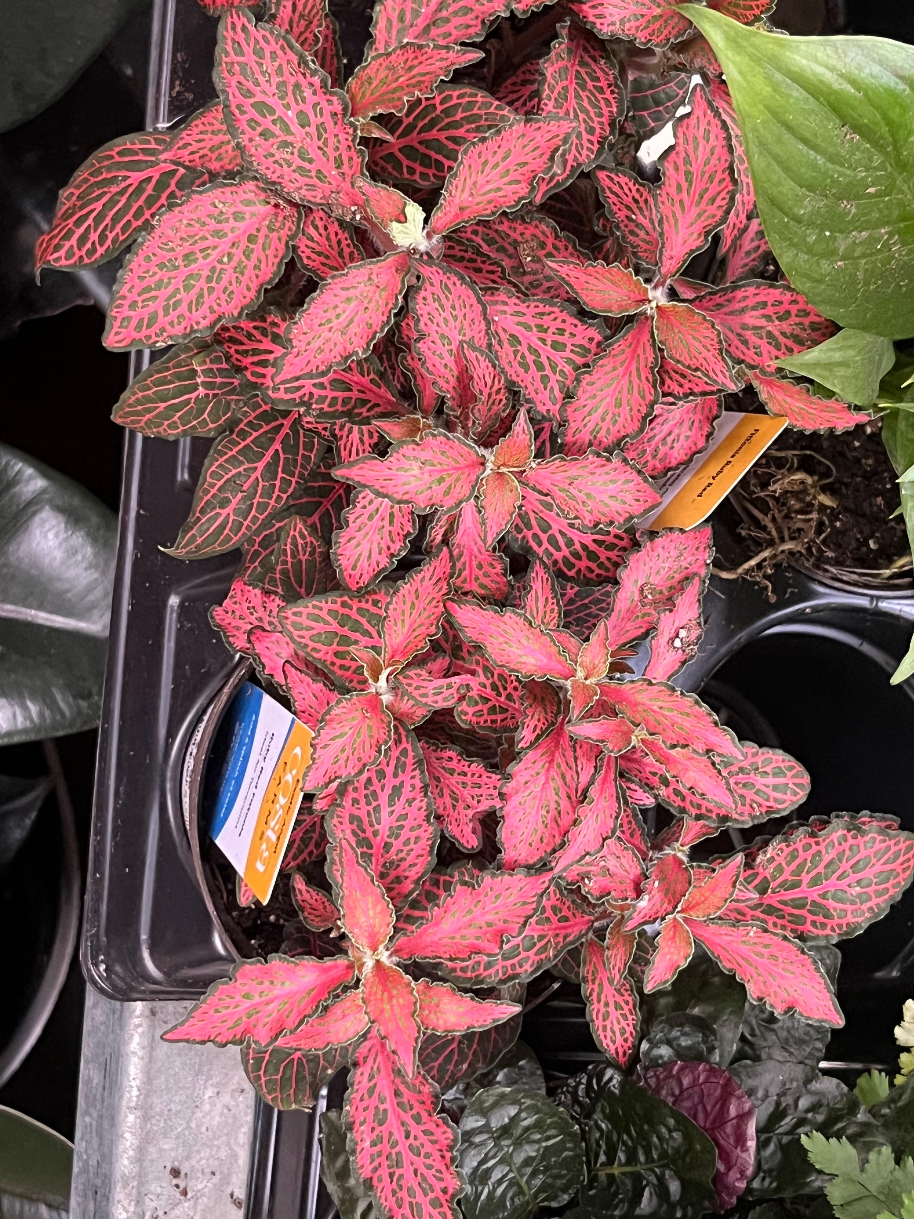 Terrarium Station Image