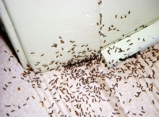 Barton's Pest Service Photo