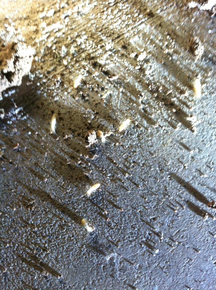 Territory Termite & Pest Control Image