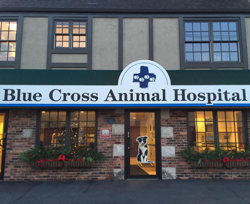 VCA Blue Cross Animal Hospital of Amherst Photo