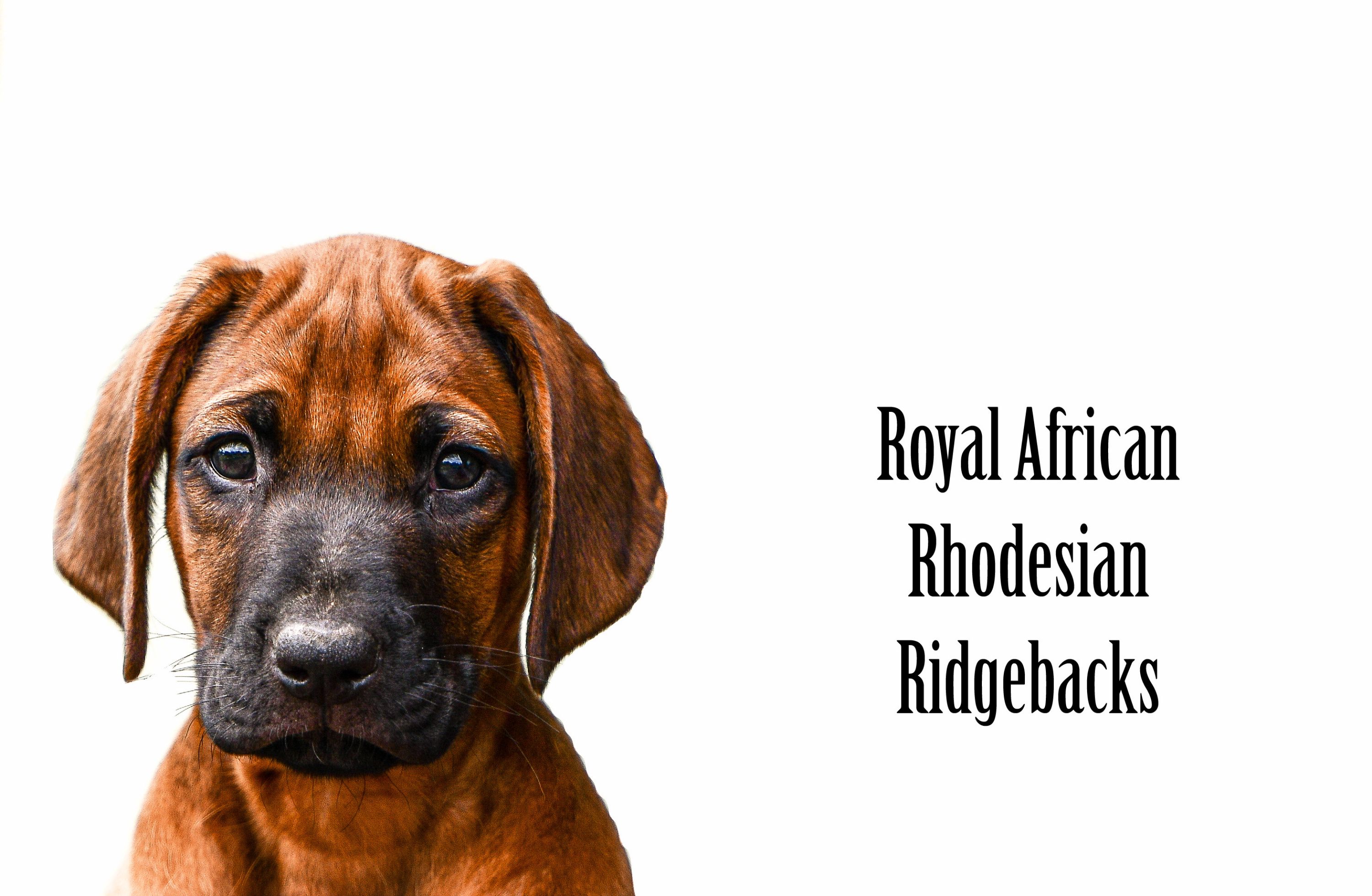 Bild der Royal-African-Rhodesian-Ridgebacks