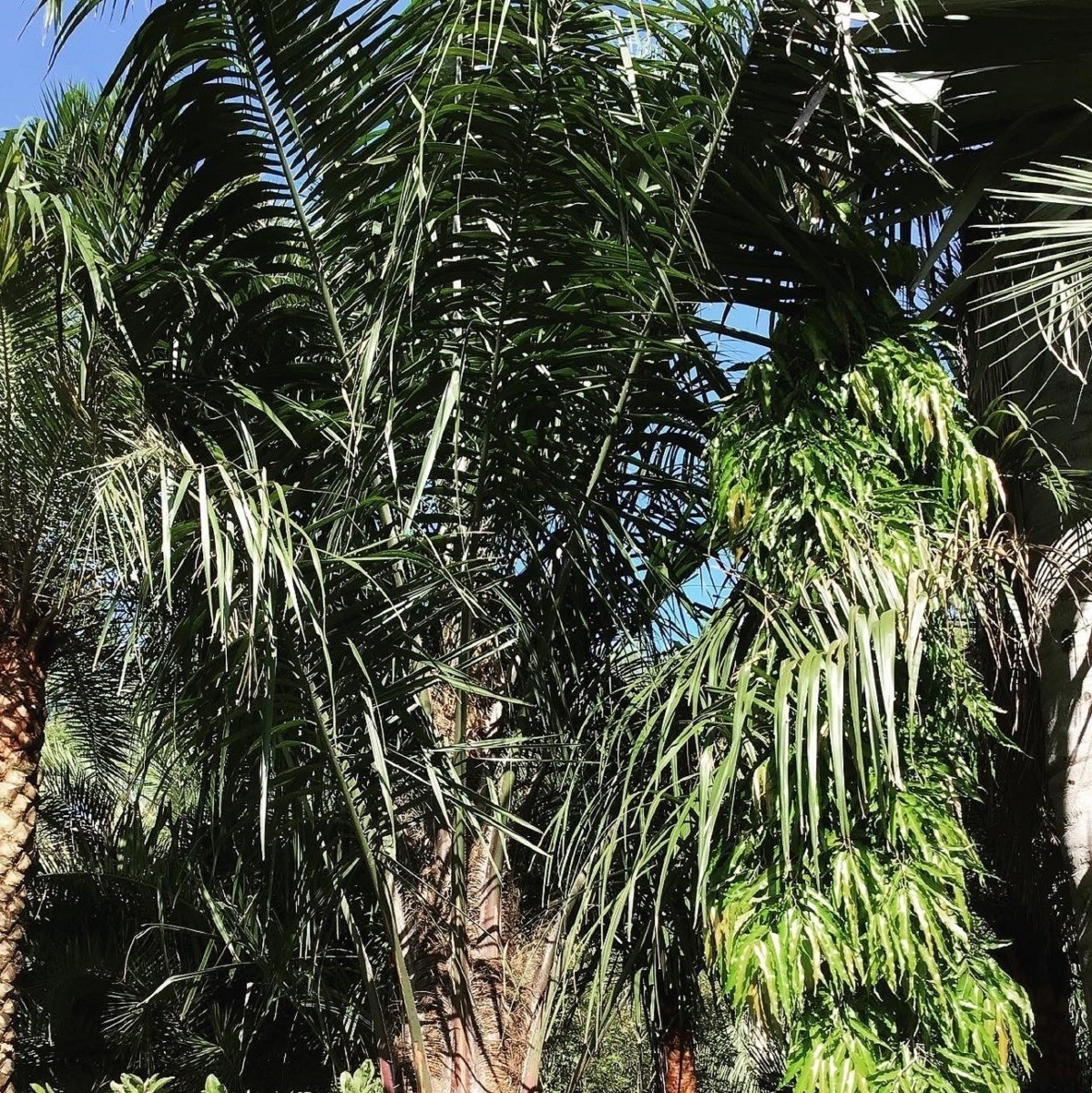 Unique Plants and Palms Photo