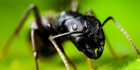 Should You Worry About Carpenter Ants in Winter?