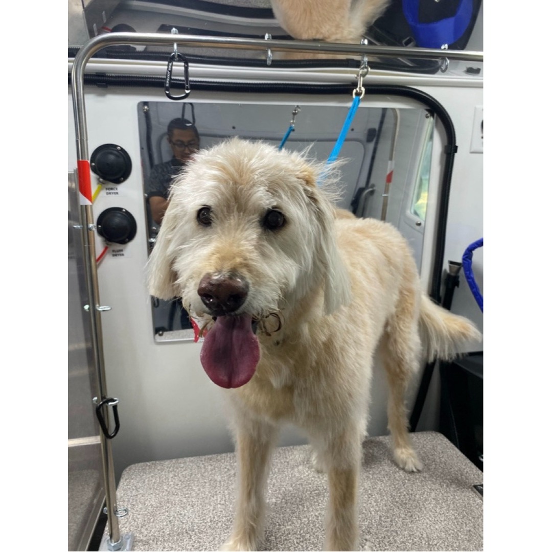 Kontota Mobile Dog Grooming of Katy, TX Image