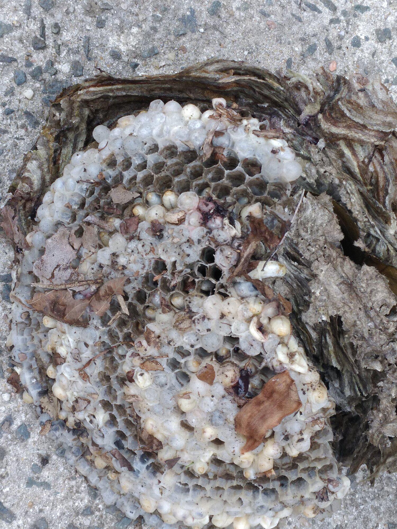 Eco Man Pest Solutions Image