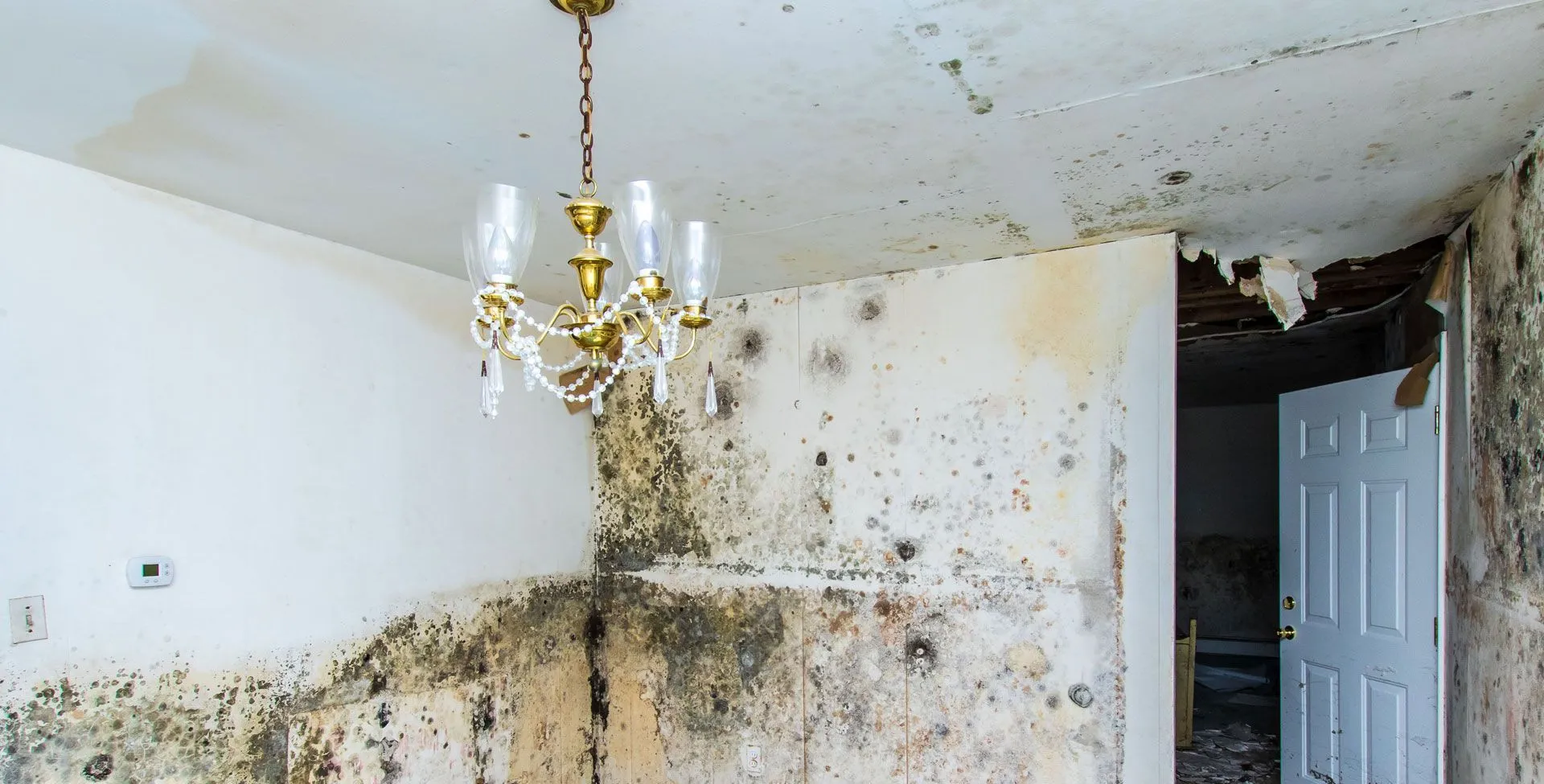 Mold Remediation