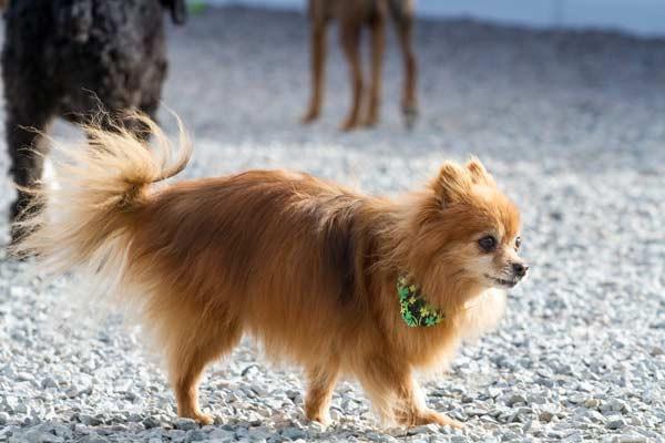 The facilities at Buddy's Doggie Day Care are meant to provide your pet with ample space in a fully-equipped climate controlled play area.