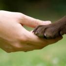 Sweet Dreams In-Home Pet Euthanasia