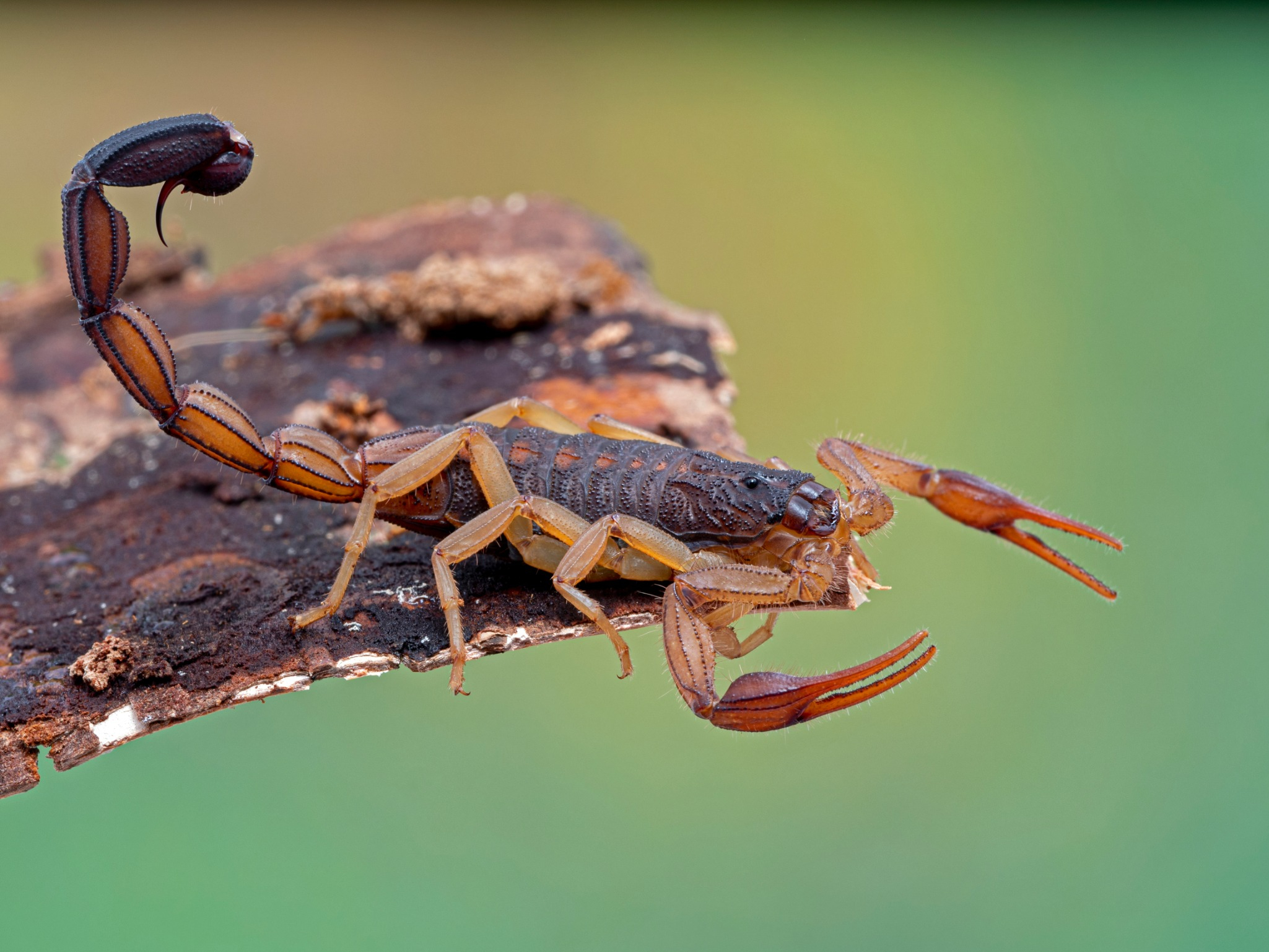 Desert Squad Pest & Wildlife Photo