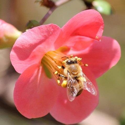 Steel Magnolia Lawn Care Logo
