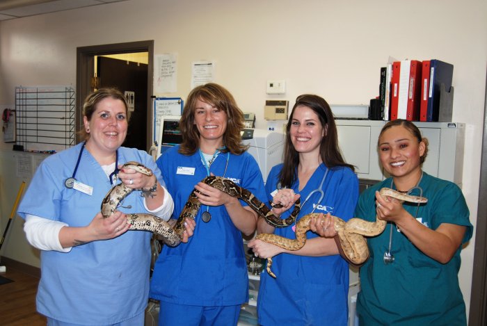 VCA Mesa Animal Hospital Photo