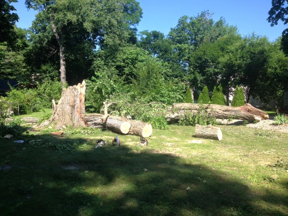 Hackney Tree Service Image