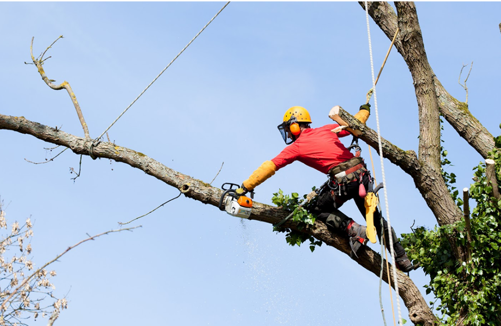 5 Star Tree Service Inc. Image
