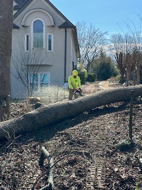 Georgia Tree Company Image