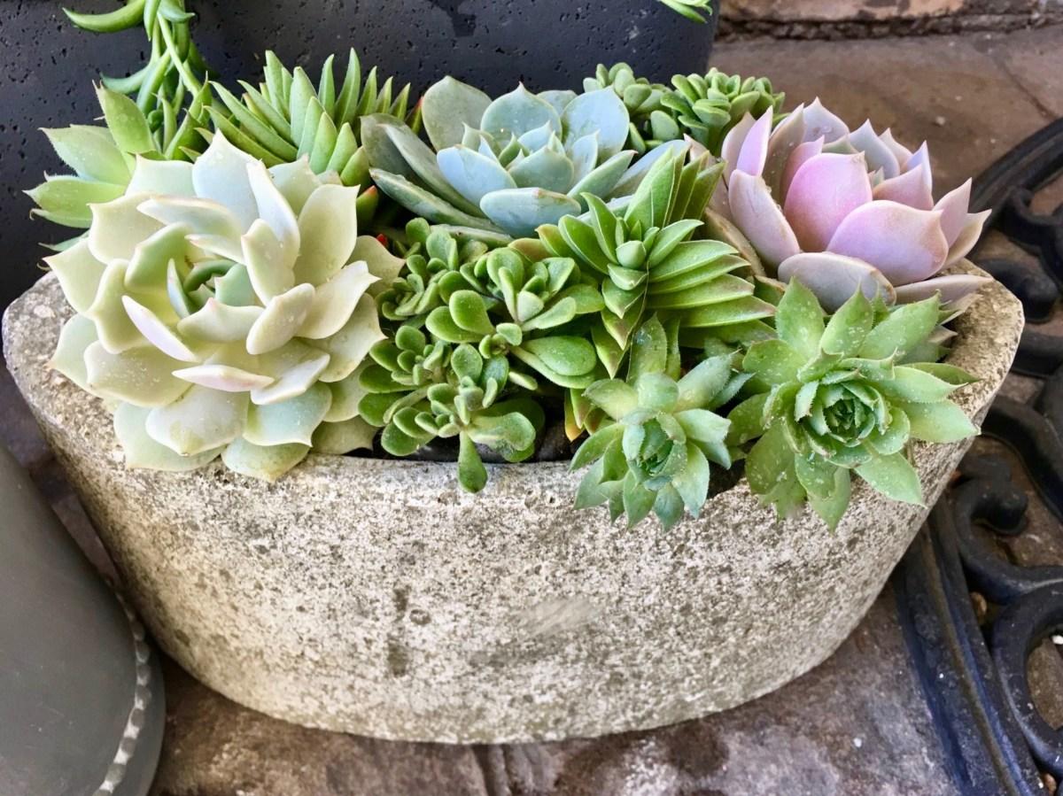 Jade Succulents Logo