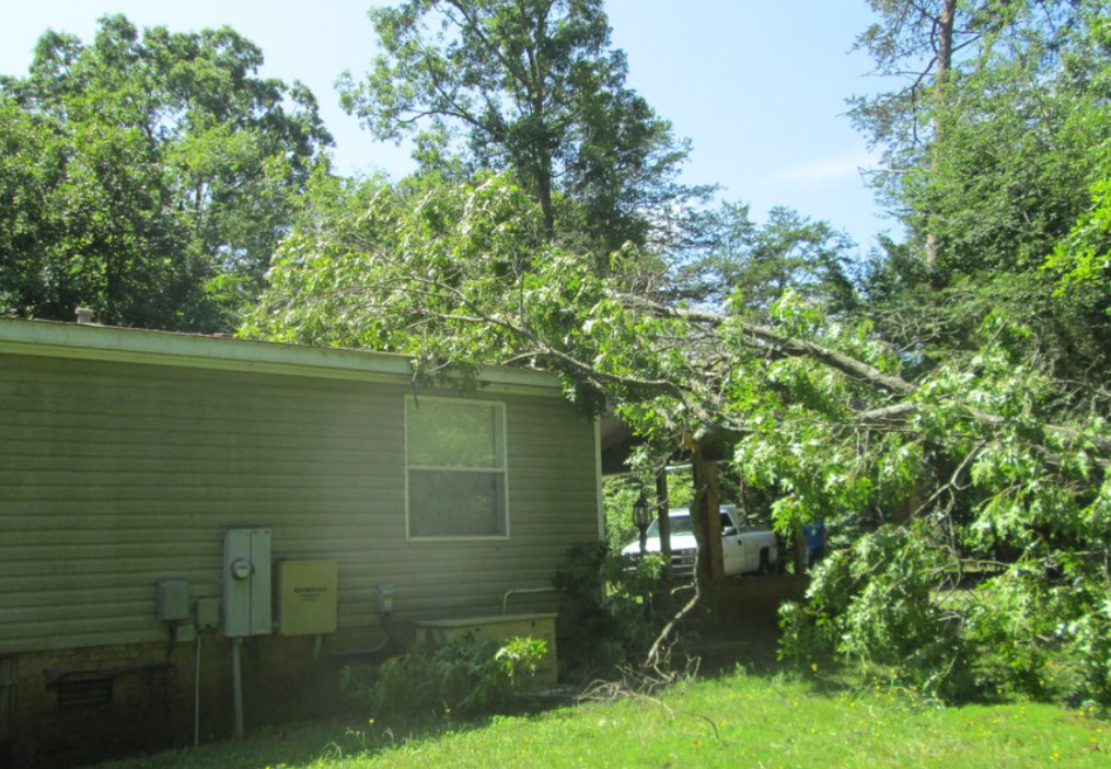 One On One Tree Expert Logo