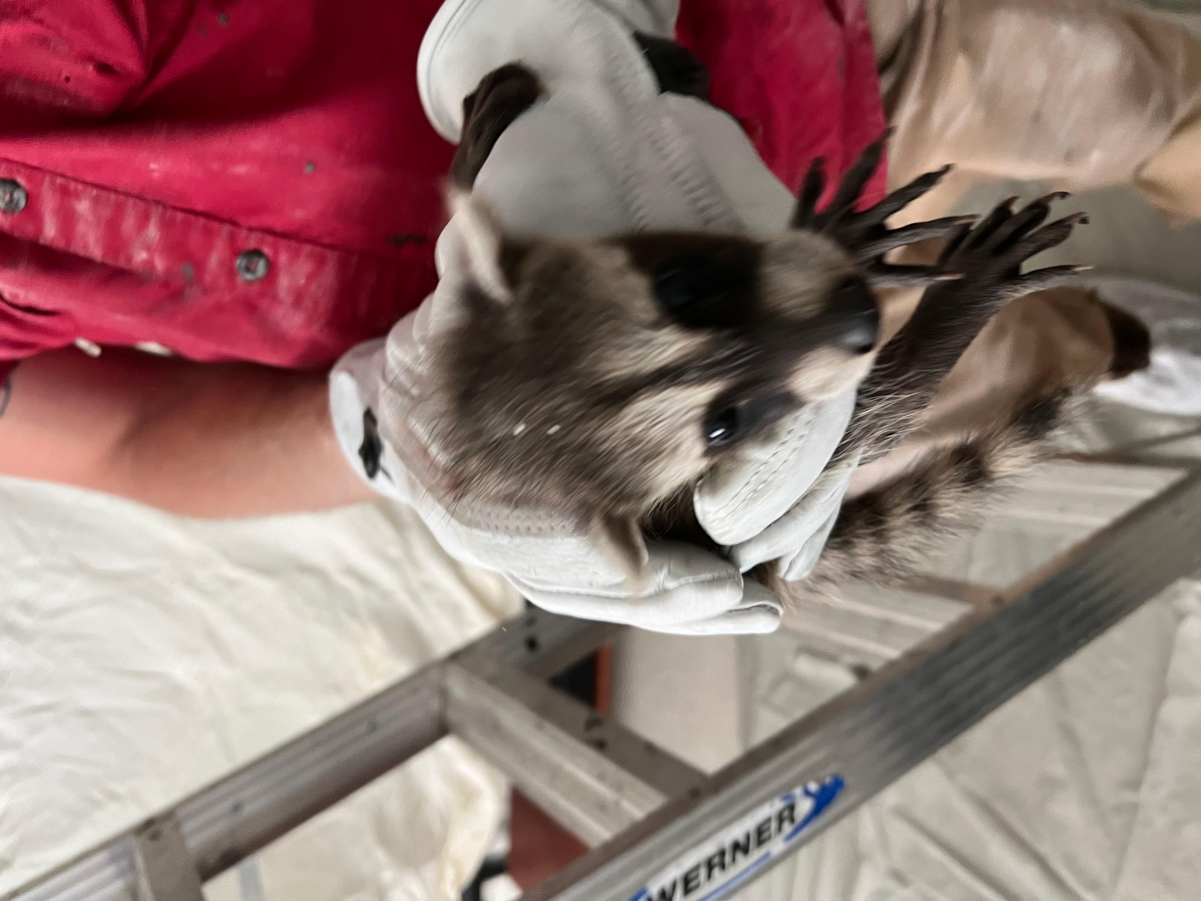 Expert Pest Control Image