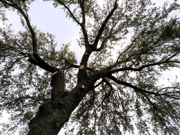Images Ultimate Lawn Care & Tree Division