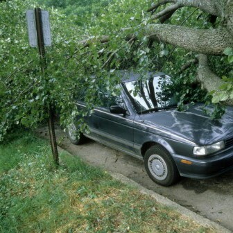 Su-Tree Service Image