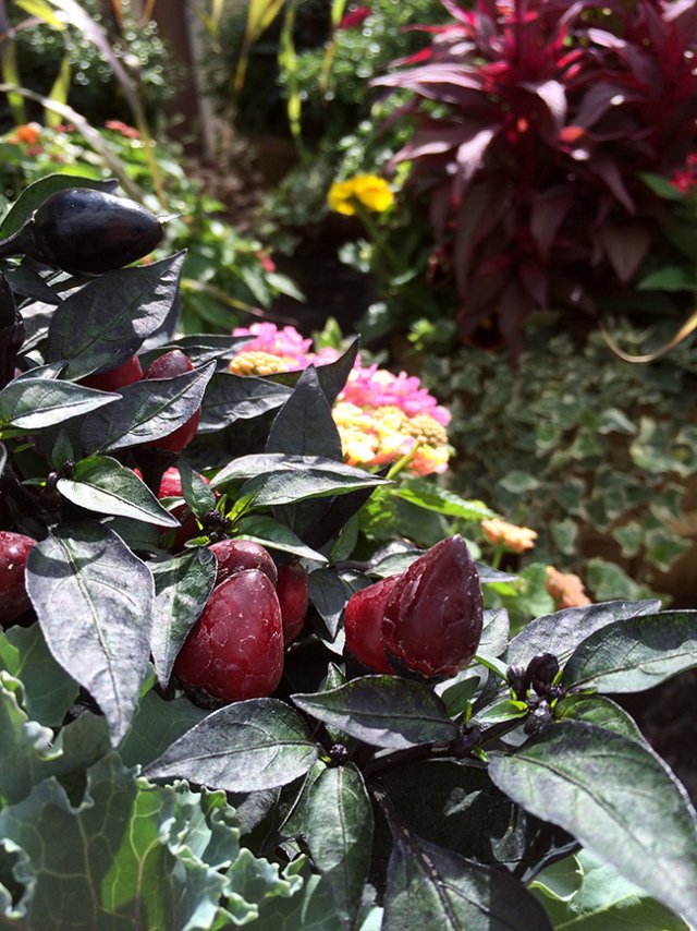 Hartman's Towne & Country Greenhouse Photo