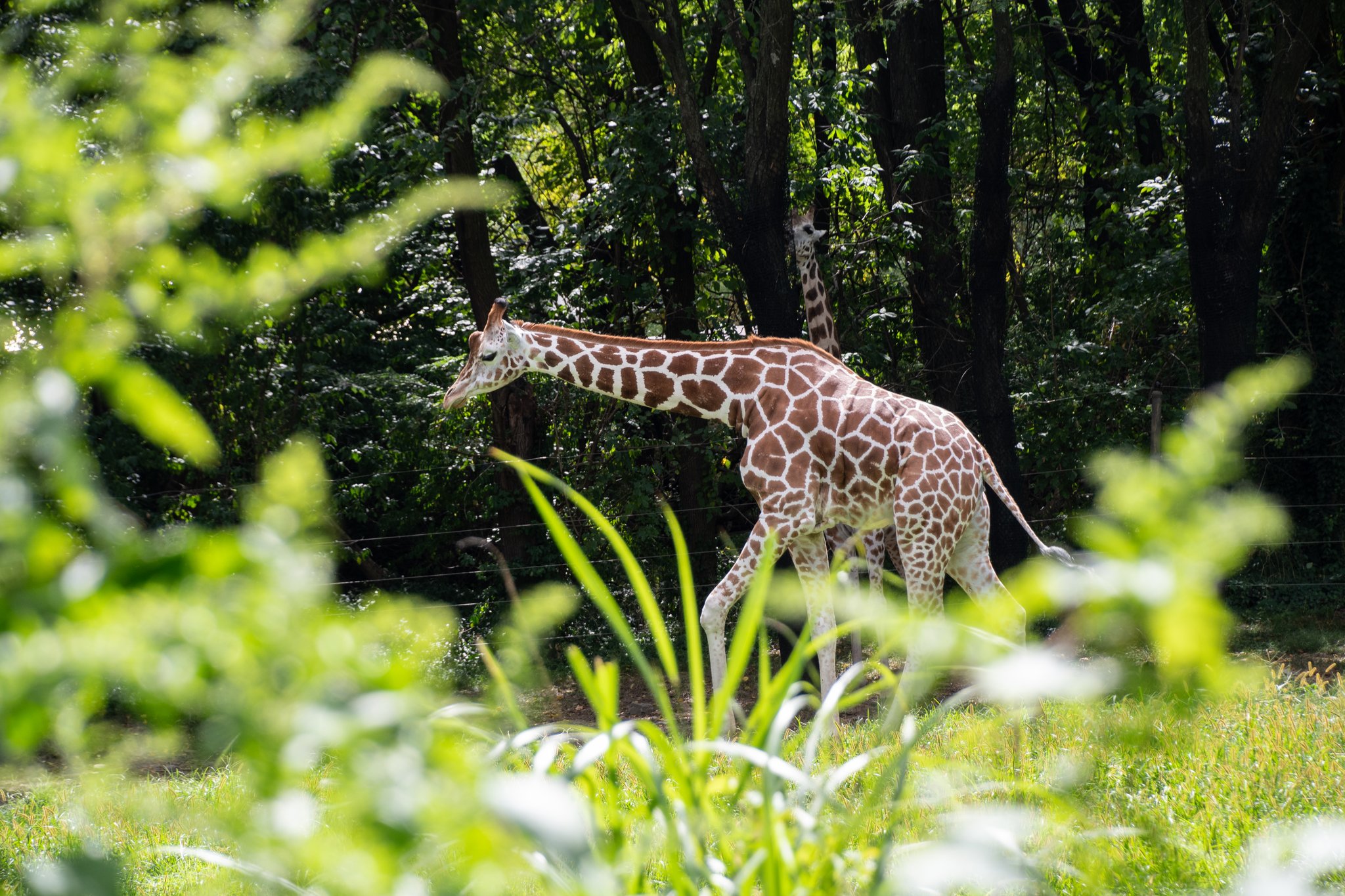 Holiday Inn Express & Suites Bronx - Zoo Area by IHG Image